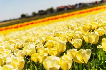 Tulpenveld in Noord-Holland