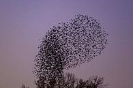 Spreeuwen wolk met vliegende vogels in de lucht tijdens zonsondergang van Sjoerd van der Wal Fotografie thumbnail