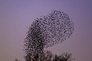 Starenmurmeln mit fliegenden Vögeln am Himmel bei Sonnenuntergang