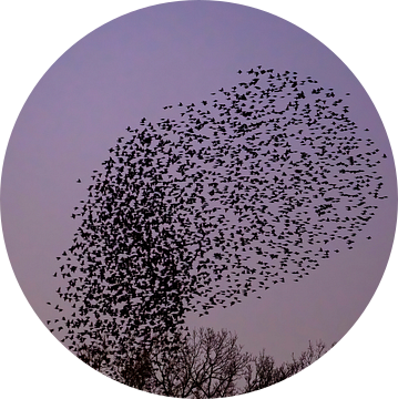 Spreeuwen wolk met vliegende vogels in de lucht tijdens zonsondergang van Sjoerd van der Wal Fotografie