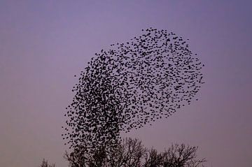 Spreeuwen wolk met vliegende vogels in de lucht tijdens zonsondergang van Sjoerd van der Wal