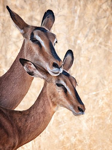 Maak je geen zorgen, ik ben hier