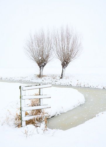 Een sneeuwbui kleurt het landschap wit in de polder - Noordeloos