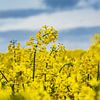 Yellow canola field with clouds in the sky by Rico Ködder