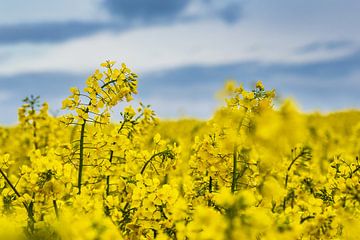 Yellow canola field with clouds in the sky
