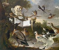 Bird concert with the endangered swan
