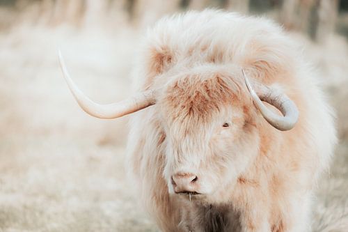 Blonde Schotse hooglander