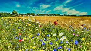 Breite Blumen in Zeeland