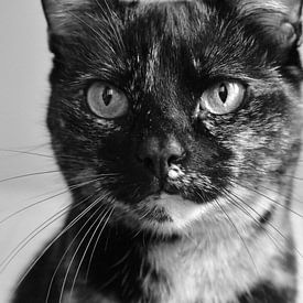 Die Katze, die Sie wirklich ansieht. von TimJonkerphotography