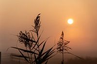 Herbe à panache au lever du soleil