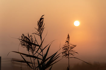 Grasfahne bei Sonnenaufgang
