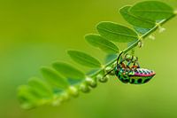 Jewel