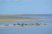 Zonnende zeehonden