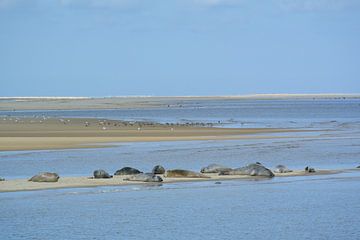 Zonnende zeehonden sur Astrid Koopmans