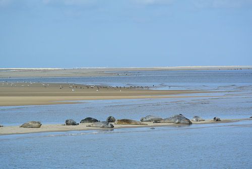 Zonnende zeehonden van Astrid Koopmans