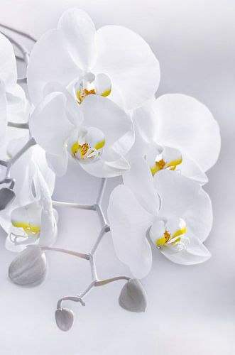 Orchidee