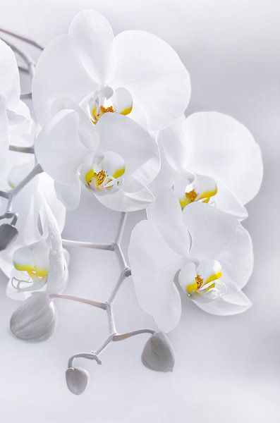 Orchidee van Violetta Honkisz