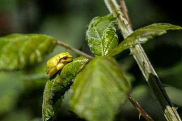 Europees boomkikker rust op een groen blad van Ronenvief