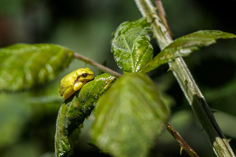 European tree frog rests on a green leaf by picsbyronenvief