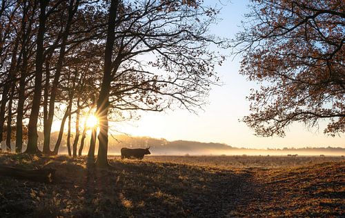 Planken Wambuis part 30