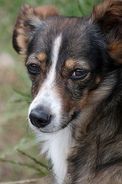 Portrait of a small, shy dog by Sonja Foerster-Odenthal