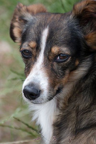 Portrait of a small, shy dog by Sonja Foerster-Odenthal