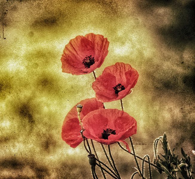 Mohn Liebe Retro von Niek Traas