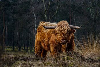 Scottish Highlander in his prime