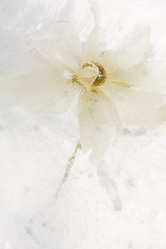 White Ranunculus in Ice 2 by Marc Heiligenstein