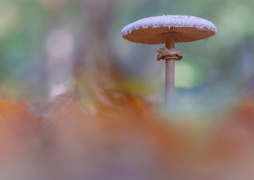 Pilz Parasol, gemeiner Riesenschirmling, Riesenschirmpilz von Horst Husheer