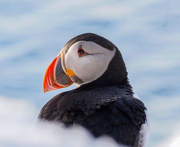 Papegaaiduiker portret, met een randje sneeuw van Liesbeth Vroege Natuurfotografie