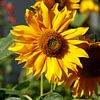 tournesol, fleur, fleur, Allemagne sur Torsten Krüger