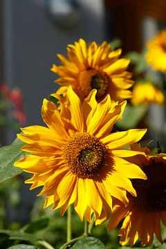 Sonnenblume, Blume, Blüte, Deutschland