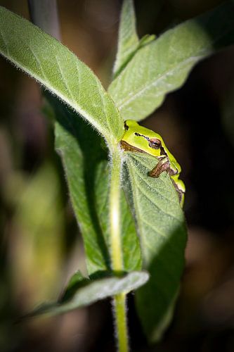 A European tree frog
