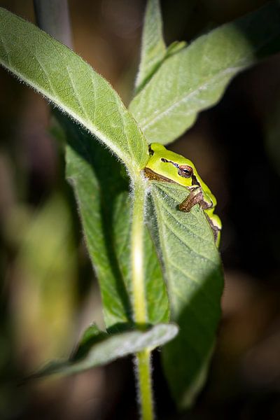 A European tree frog by picsbyronenvief