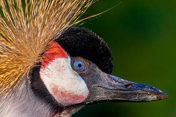 Portrait gris Crowned Crane sur Michar Peppenster