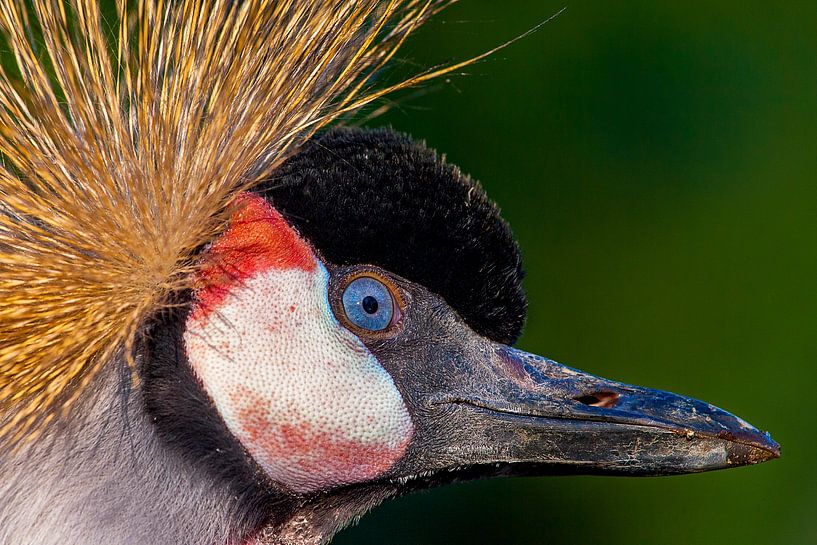 Portret grijze kroonkraanvogel van Michar Peppenster