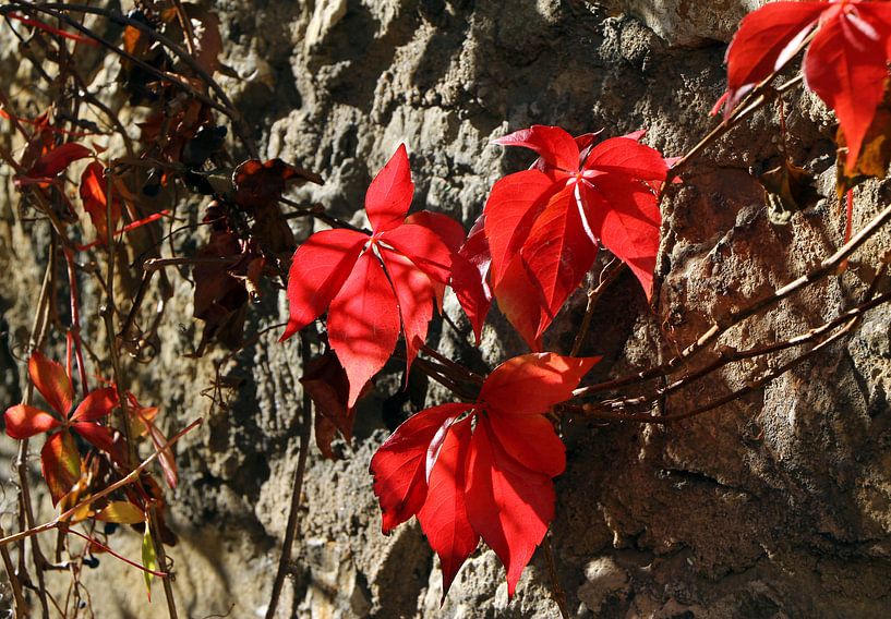 Herbstblätter by Roswitha Lorz