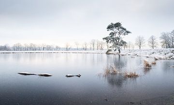 Winter Allardsoog van René de Vries