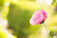 Roze papaver.