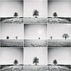 Bomen in het veld  collage van Rob van der Pijll
