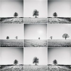 Bäume in der Feld-Collage