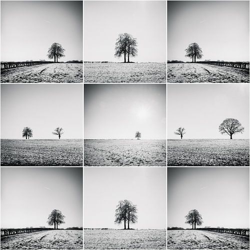 Trees in the field collage