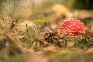 Young fly agaric - mushroom red with white dots by Moetwil en van Dijk - Fotografie
