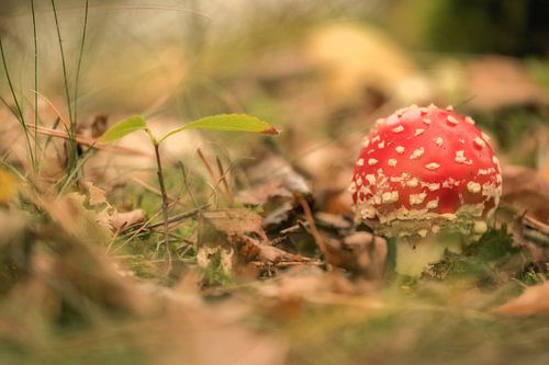 Jonge vliegenzwam - paddenstoel rood met witte stippen