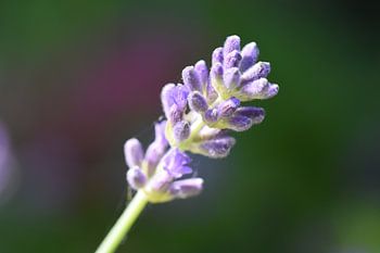 Easter lavender