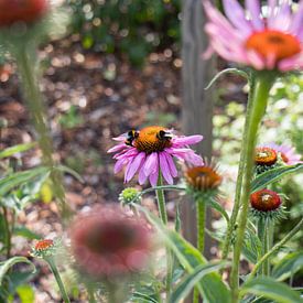 Colorful purple flowers with bees by Elien Voets