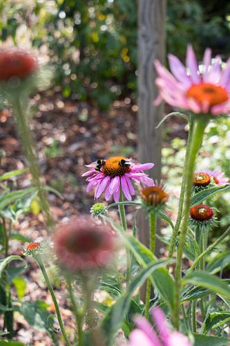 Colorful purple flowers with bees