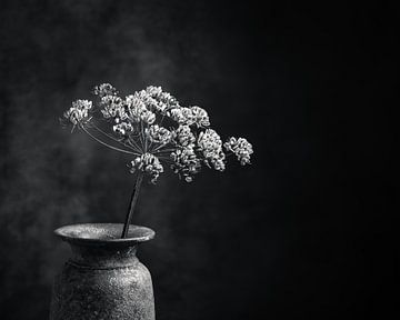 Dried hogweed in a rustic vase.