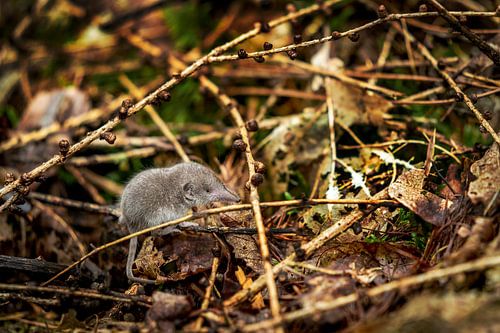 Baby spitsmuisjes in het bos